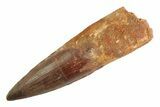 Real Fossil Spinosaurus Tooth - Huge Dinosaur Tooth #347203-1